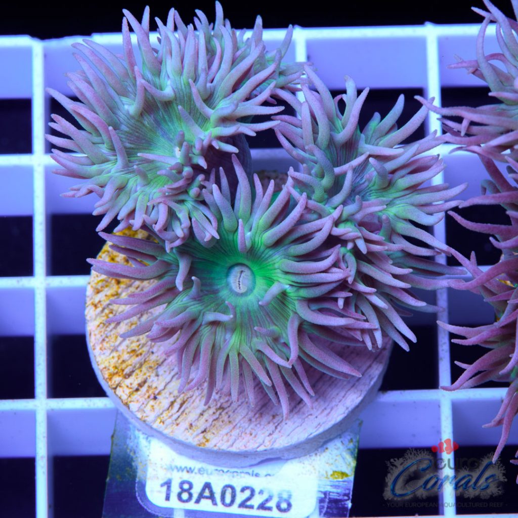 EC Coconut Tree Purple