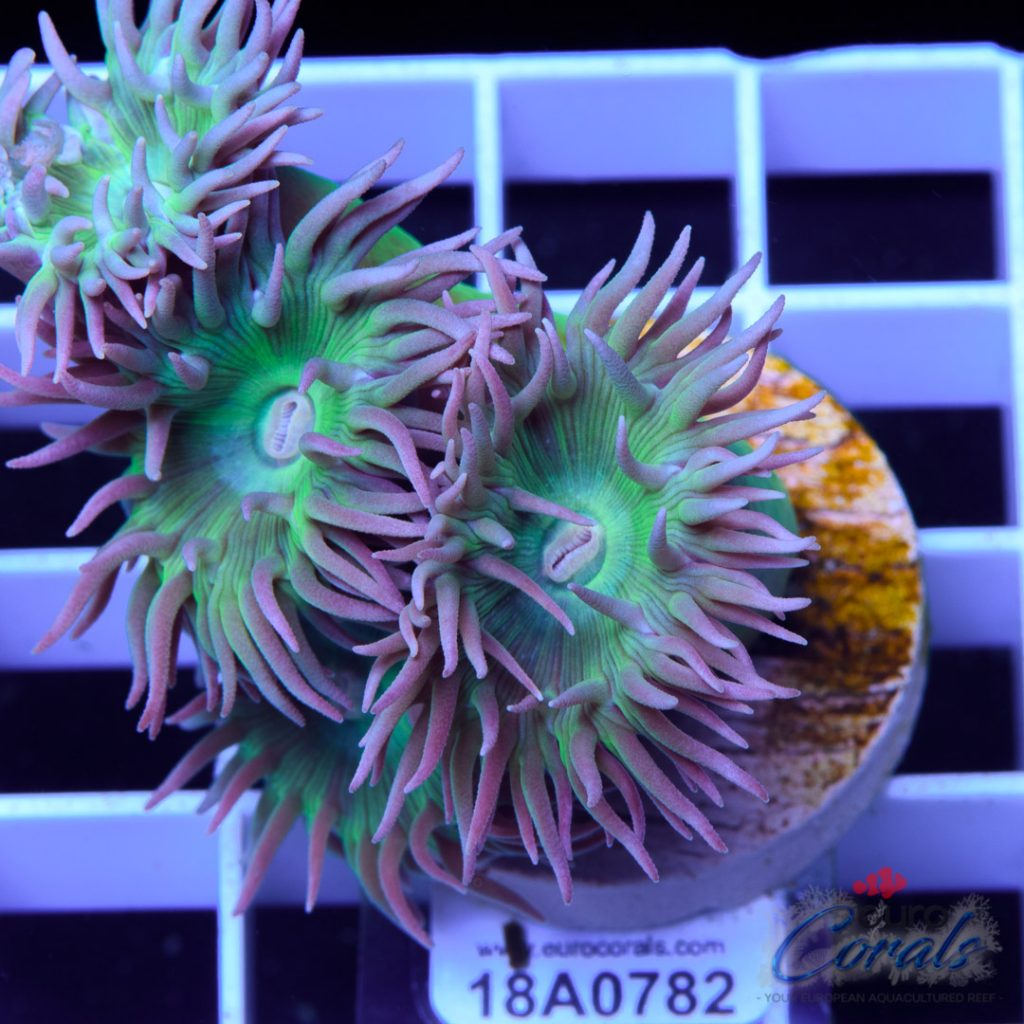 EC Coconut Tree Purple