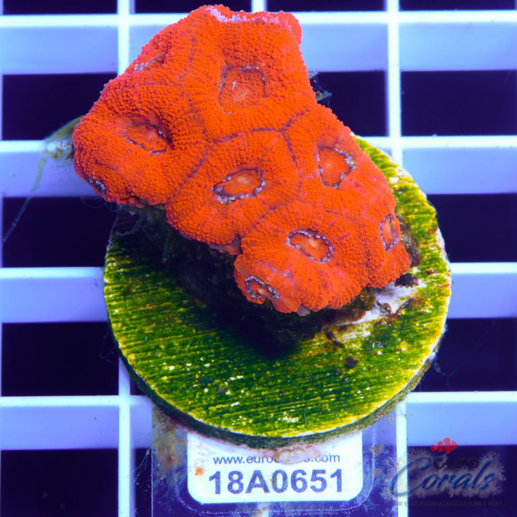 EC Super Red Grafted Micromussa
