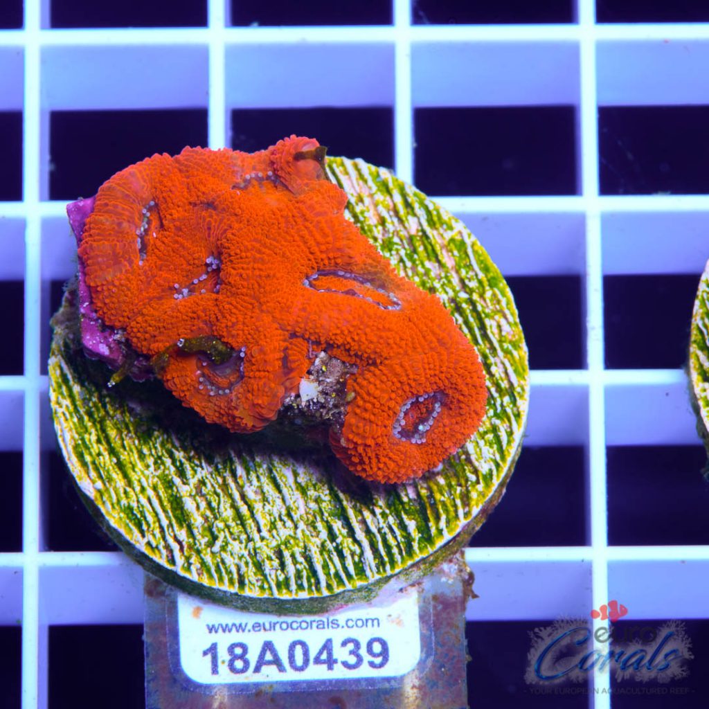 EC Super Red Grafted Micromussa