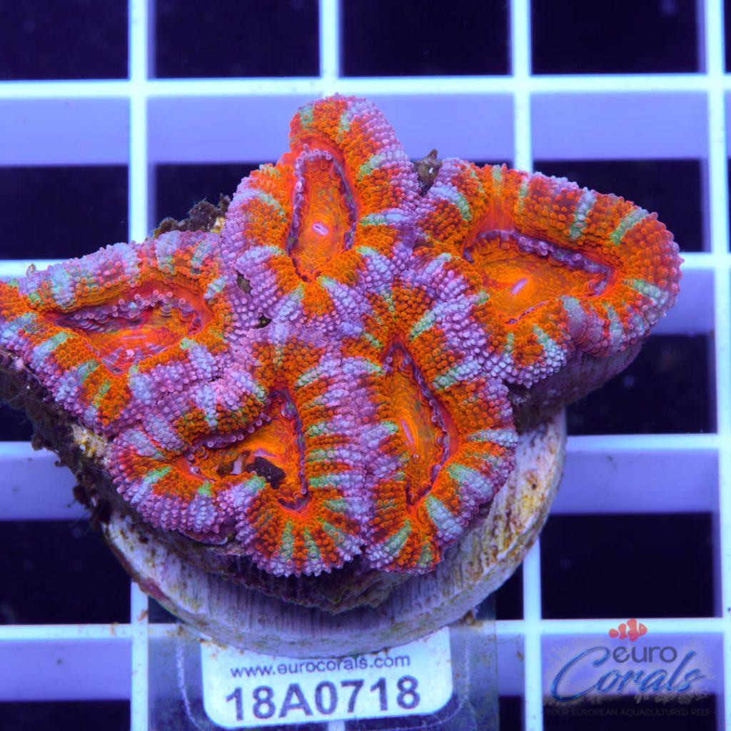 EC Ultra Striped Rainbow Aussie Lord
