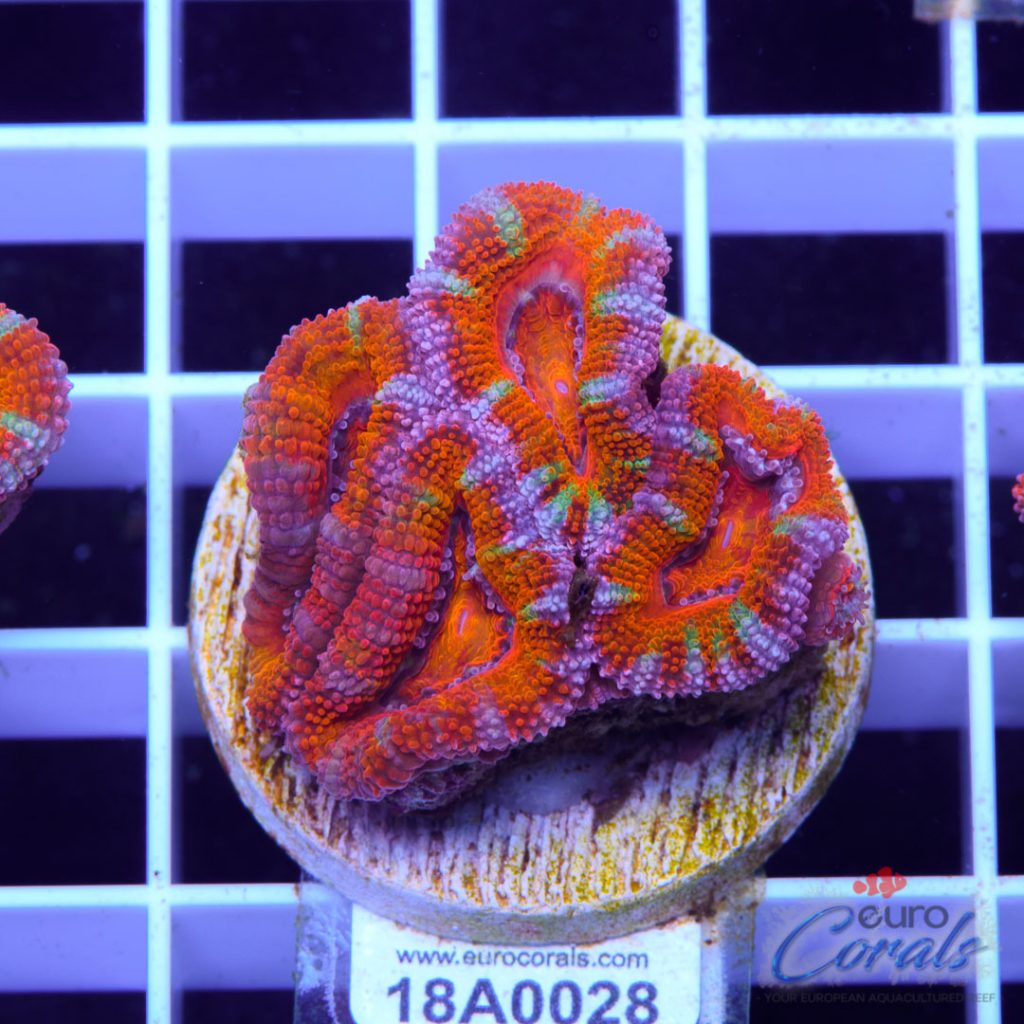 EC Ultra Striped Rainbow Aussie Lord