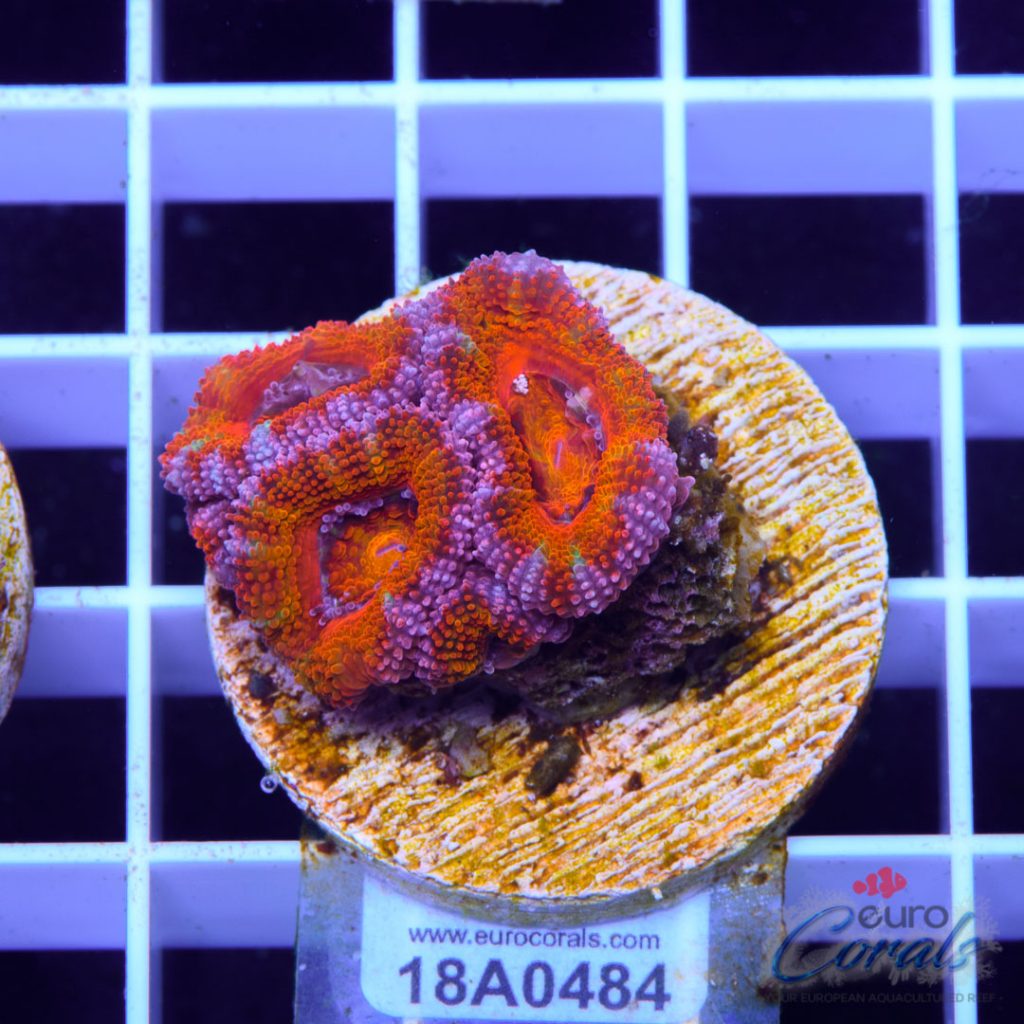 EC Ultra Striped Rainbow Aussie Lord