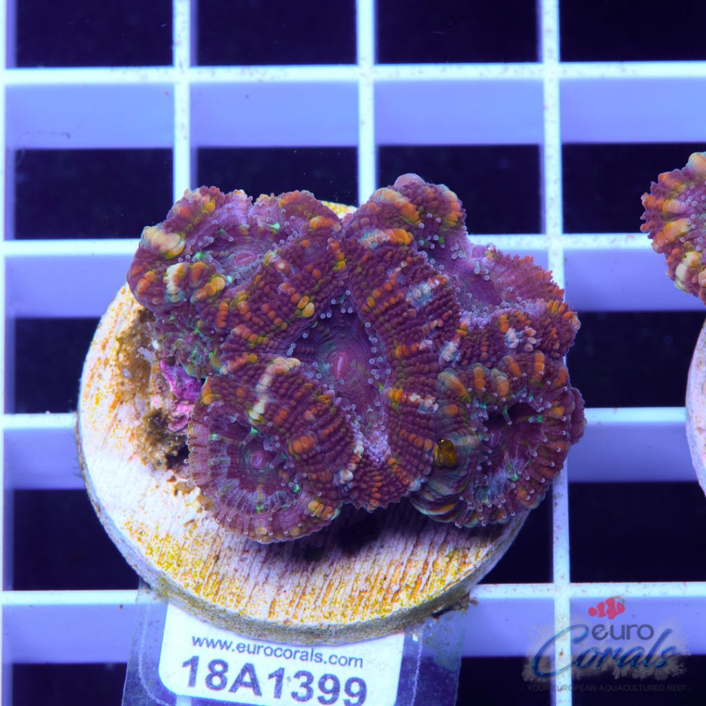EC Bubblicious Strip Aussie Lord