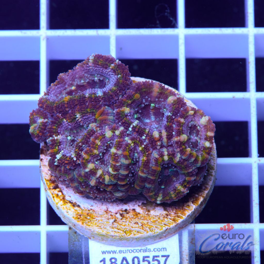 EC Bubblicious Strip Aussie Lord