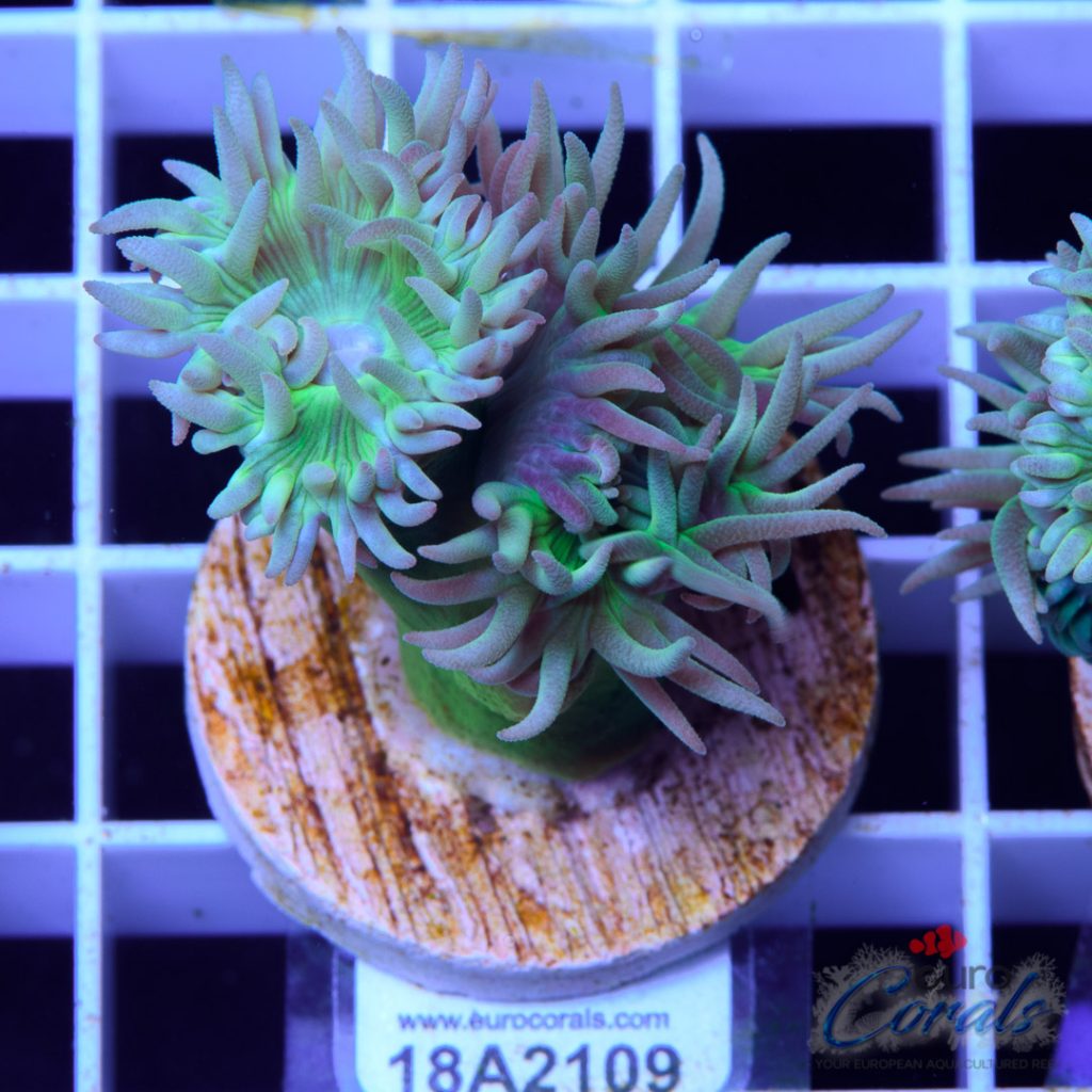 EC Coconut Tree Green