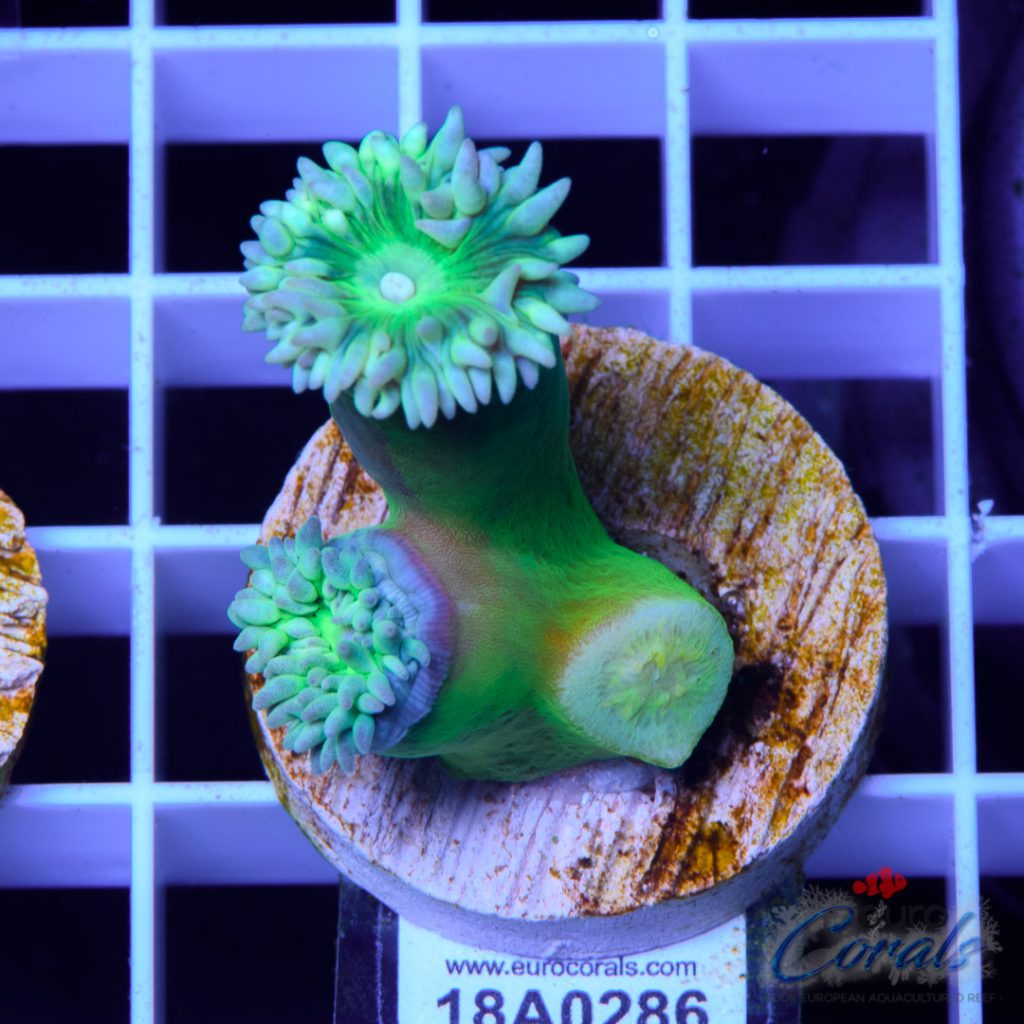 EC Coconut Tree Green