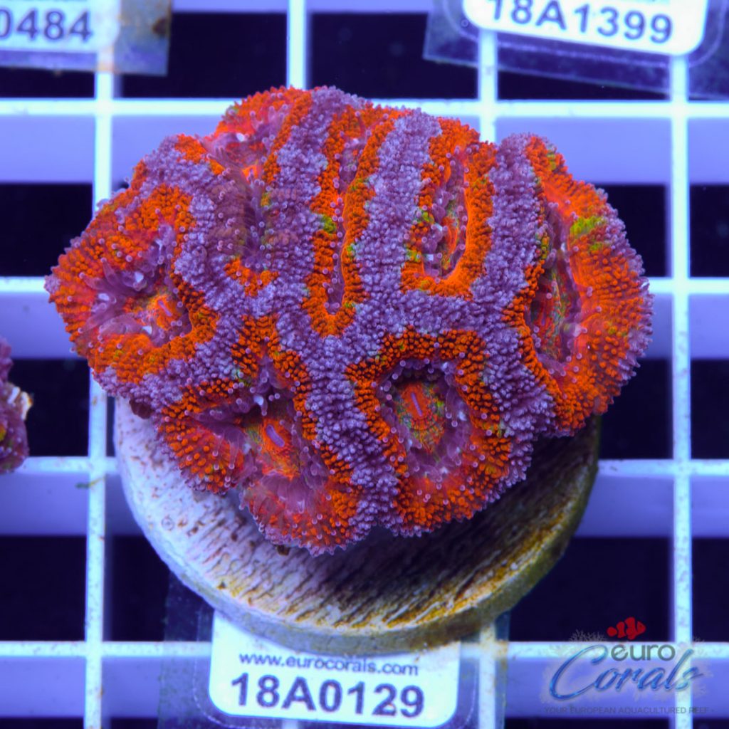 EC Ultra Rainbow Aussie Lord