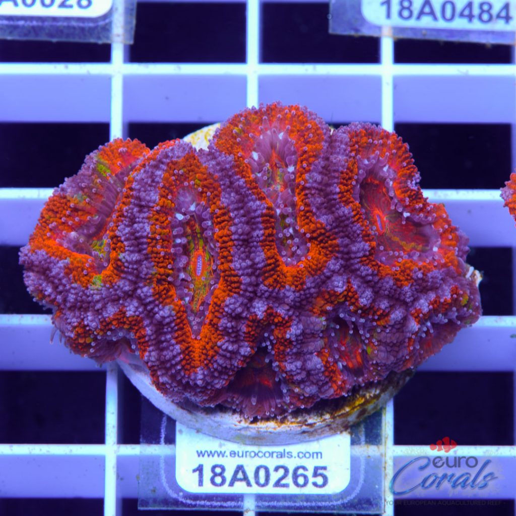 EC Ultra Rainbow Aussie Lord