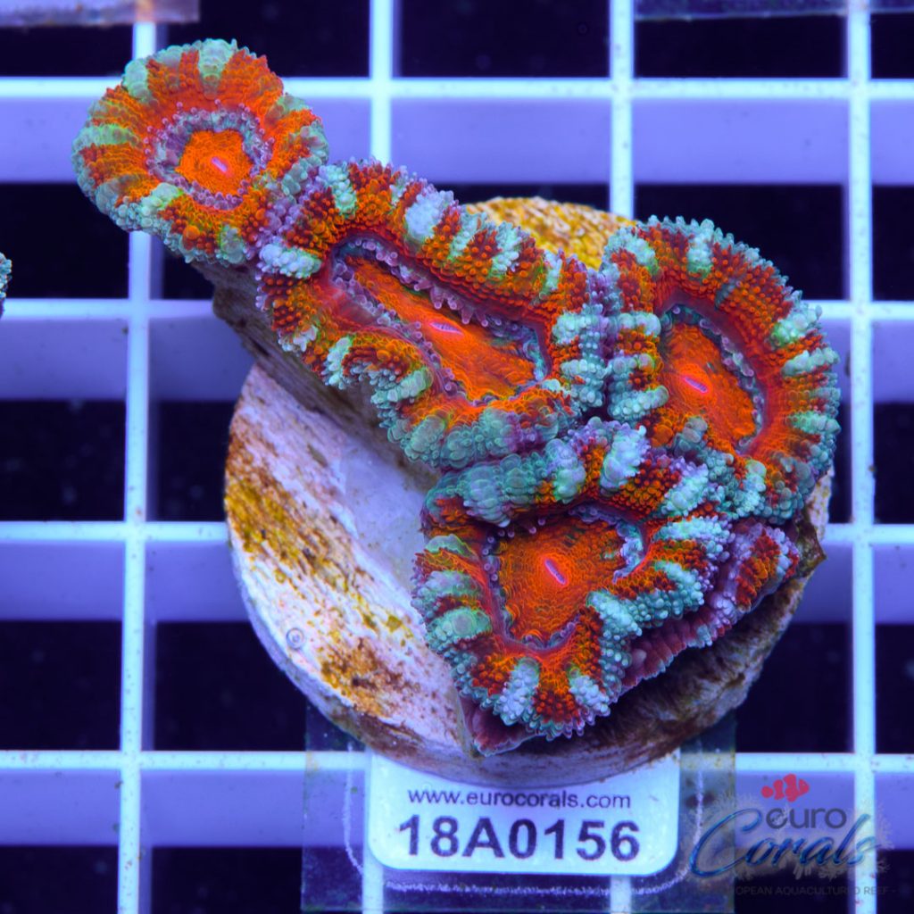 EC Ultra Red Striped Aussie Lord
