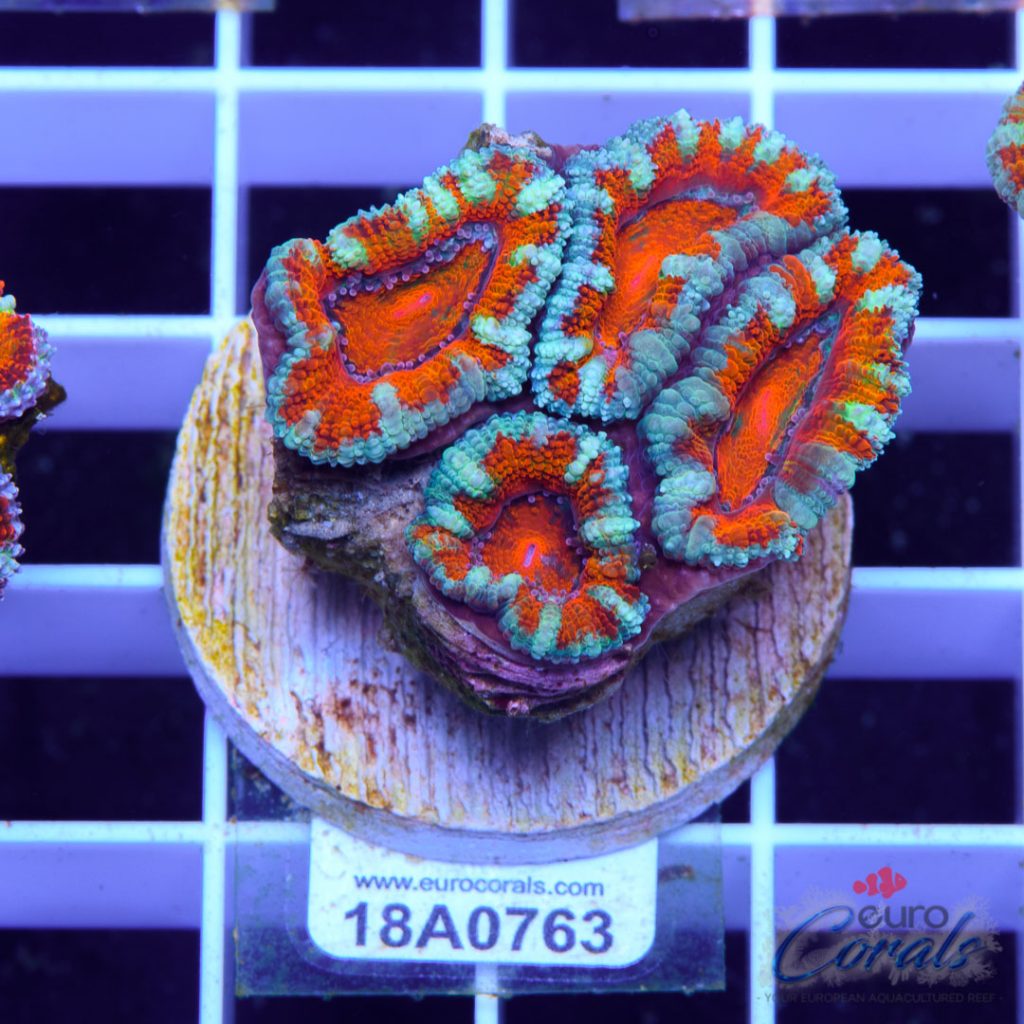 EC Ultra Red Striped Aussie Lord