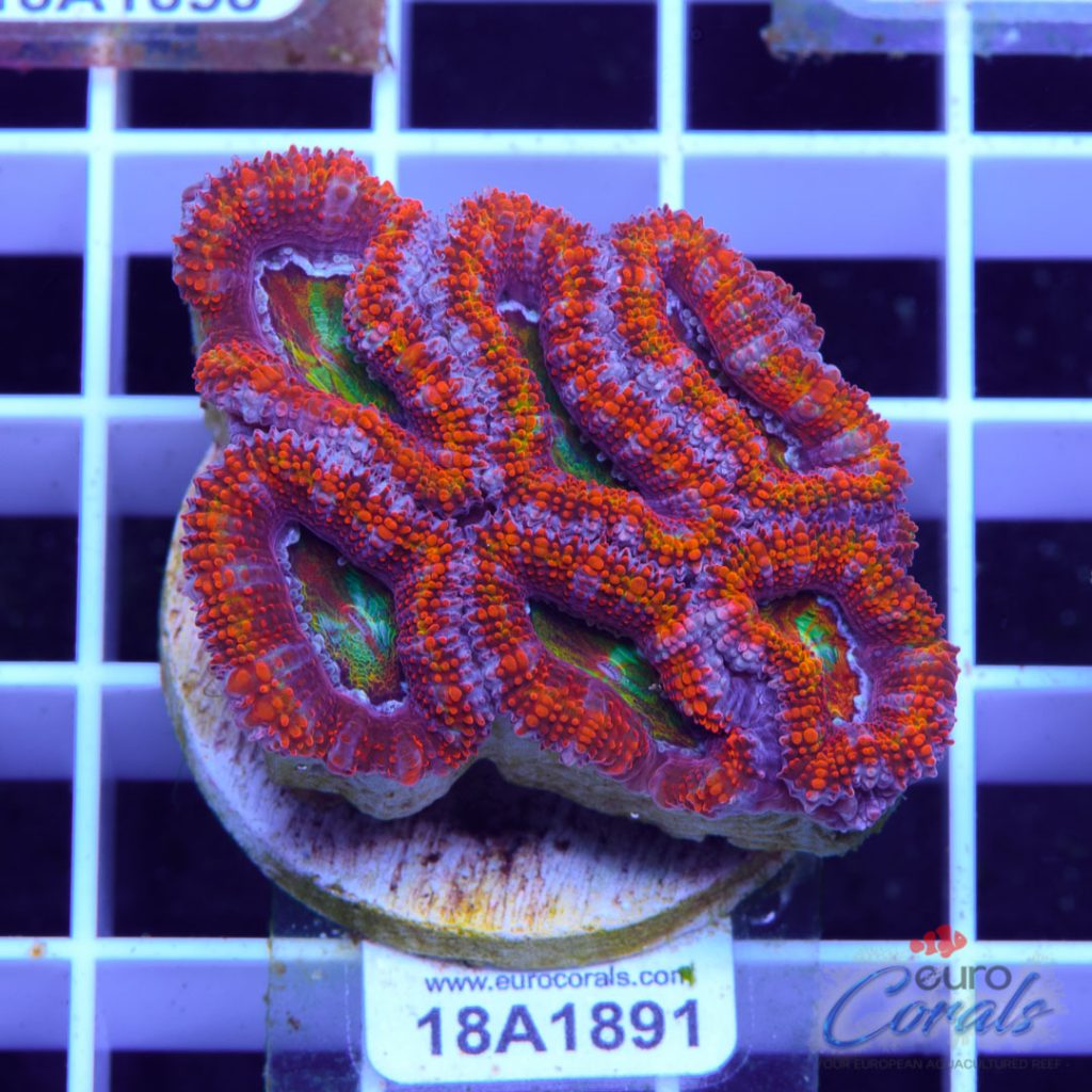 EC Ultra Kaleidoscope Aussie Lord