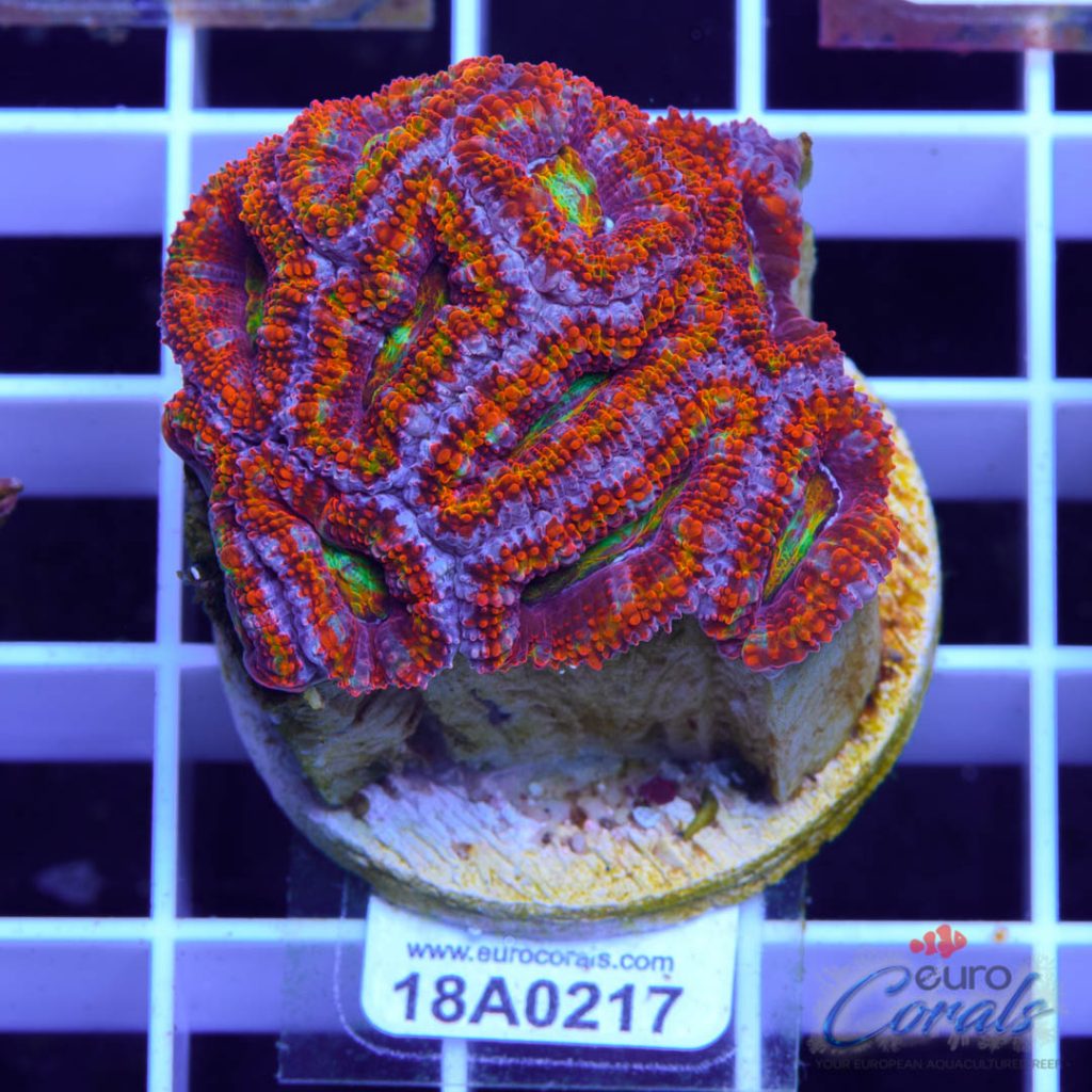 EC Ultra Kaleidoscope Aussie Lord