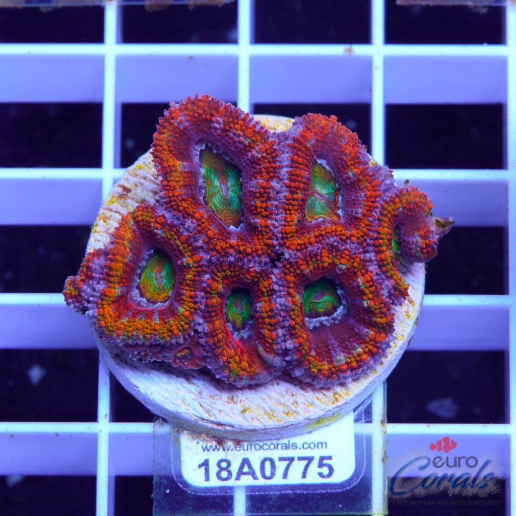 EC Ultra Kaleidoscope Aussie Lord
