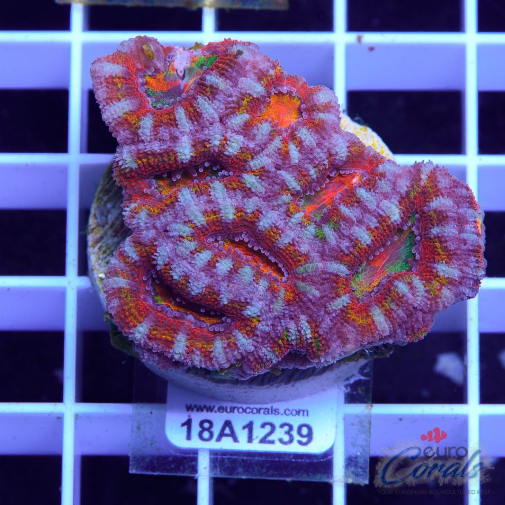 EC Ultra Rainbow Aussie Lord