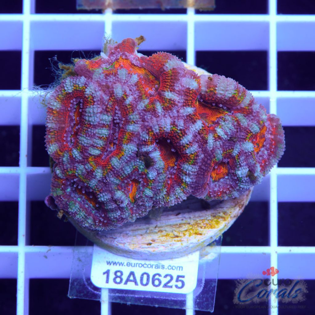 EC Ultra Rainbow Aussie Lord