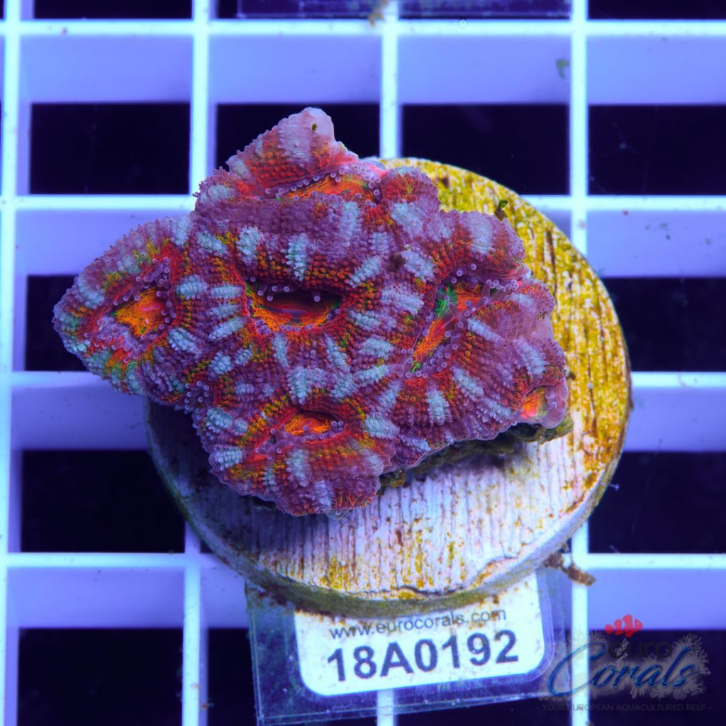 EC Ultra Rainbow Aussie Lord