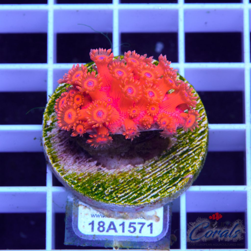 EC Goniopora Jewel Red Blue Dot