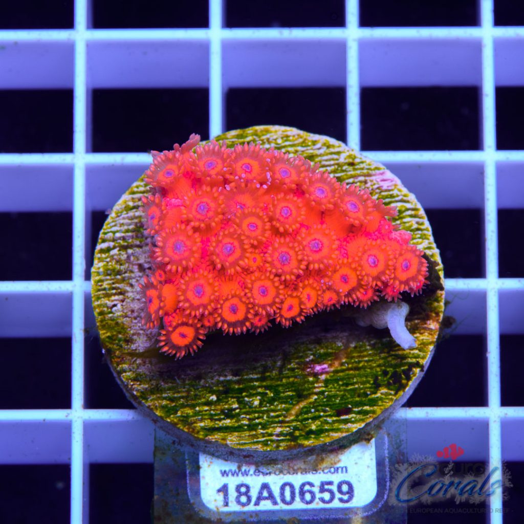 EC Goniopora Jewel Red Blue Dot