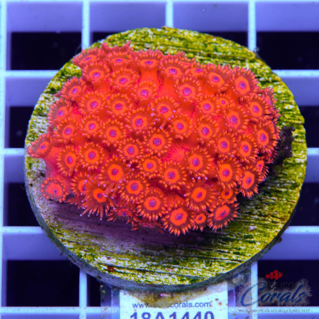 EC Goniopora Jewel Red Blue Dot