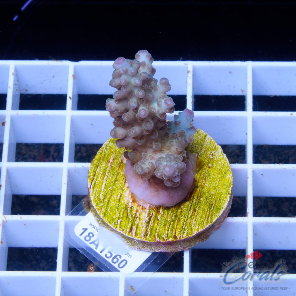 EC Rainbow Jewel Cake