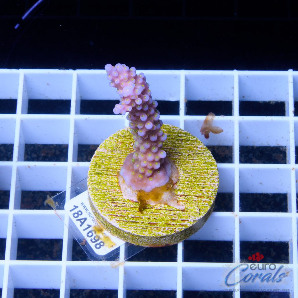 EC Yellow Polips Bubblebath Unicorn