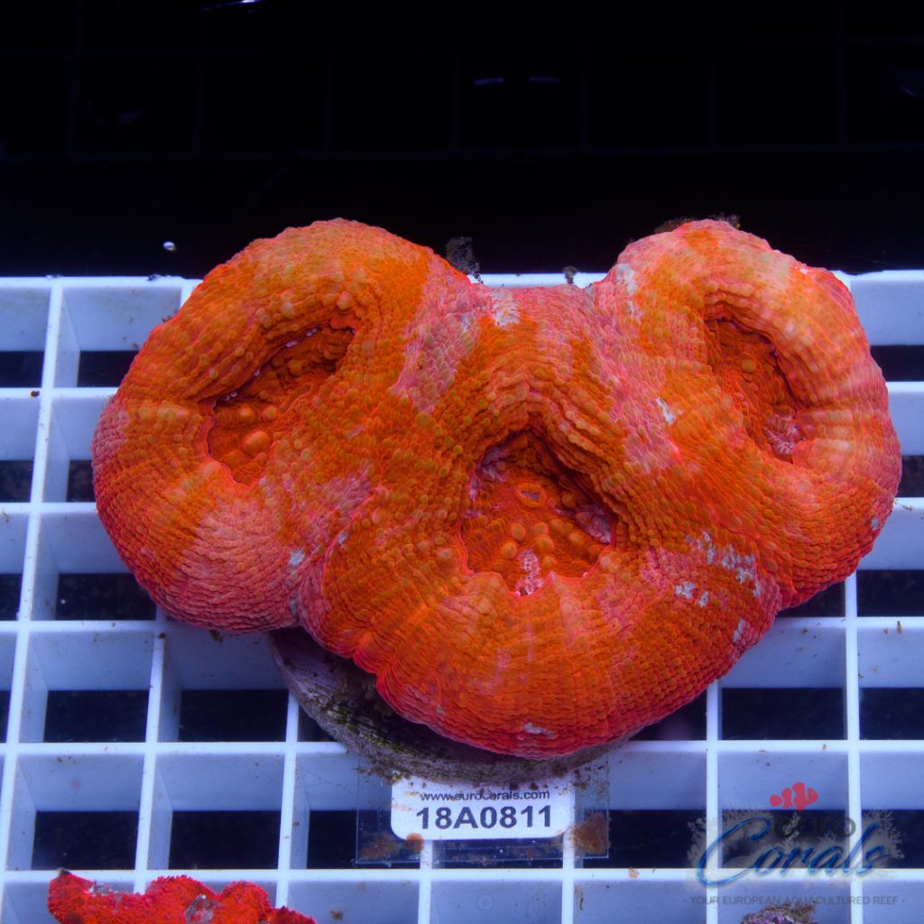 EC Ultra Grafted Blue/Red Bowerbanki