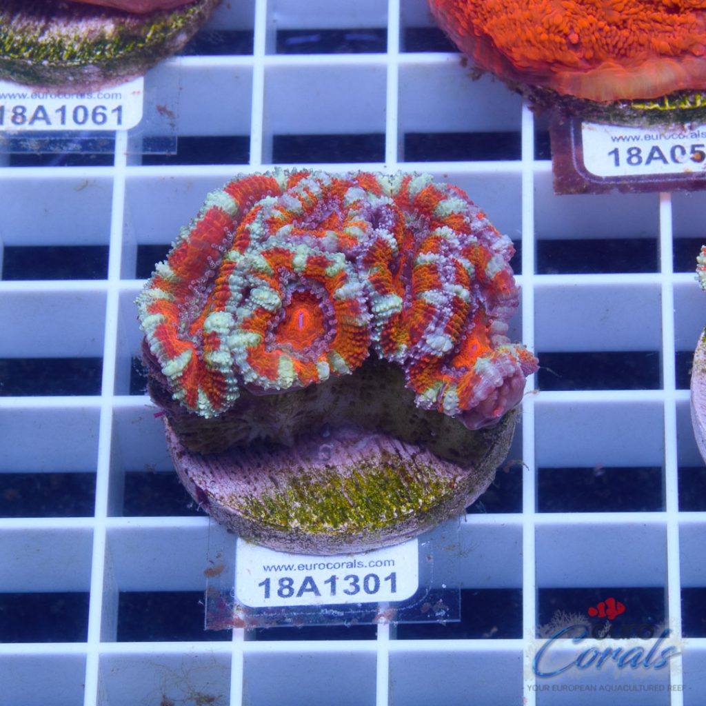EC Ultra Red Striped Aussie Lord