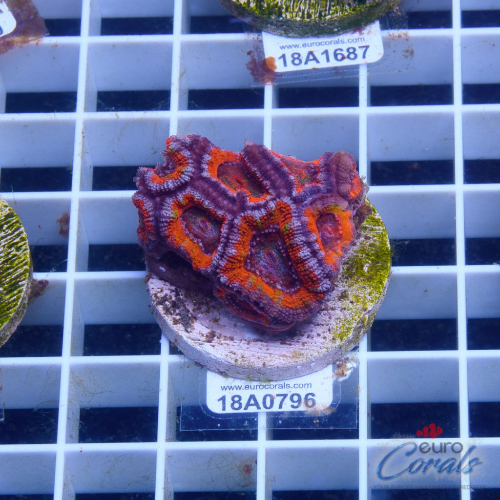EC Ultra Striped Rainbow Aussie Lord