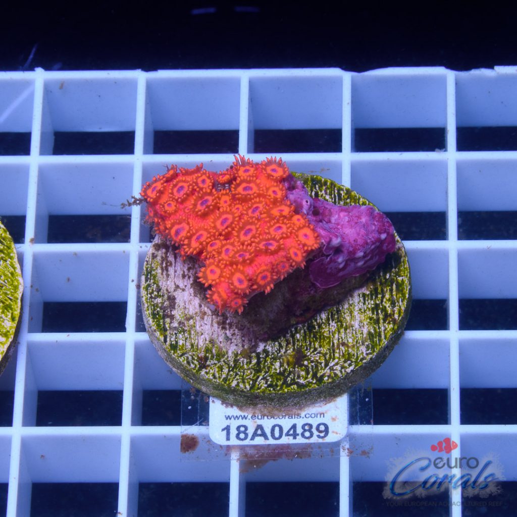 EC Goniopora Jewel Red Blue Dot