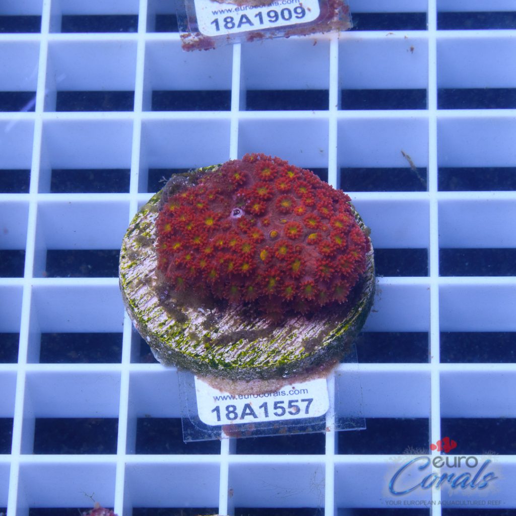 EC Rainbow Yellow Center Goniopora