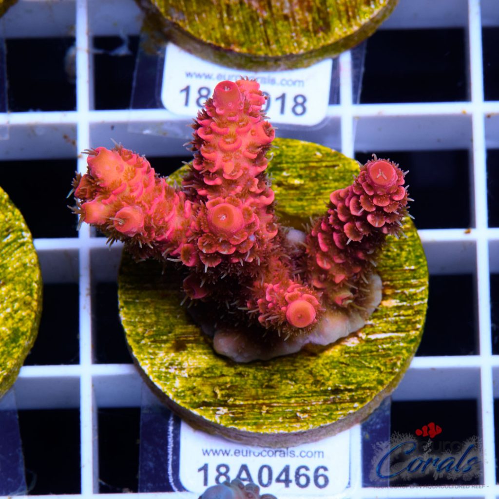 EC Blood Red Mille