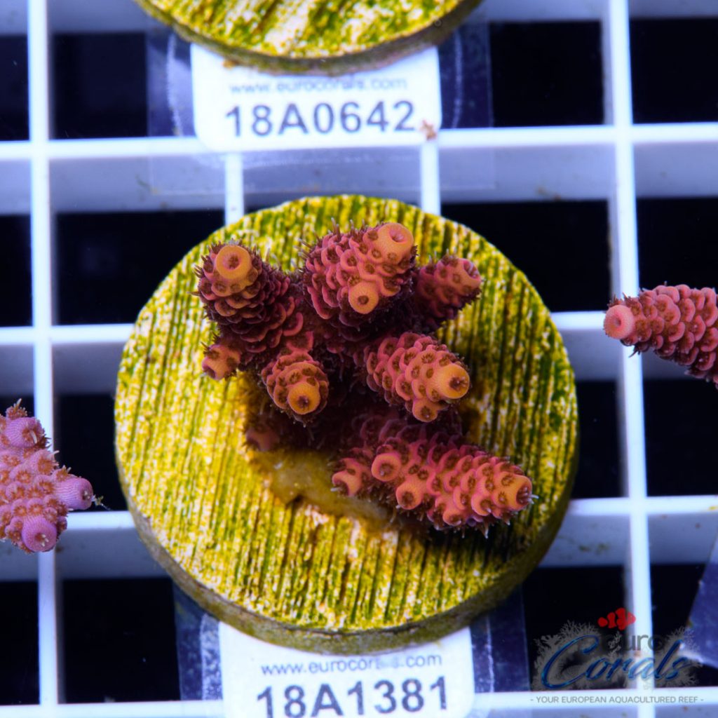 EC Lemon Head Pink Mille