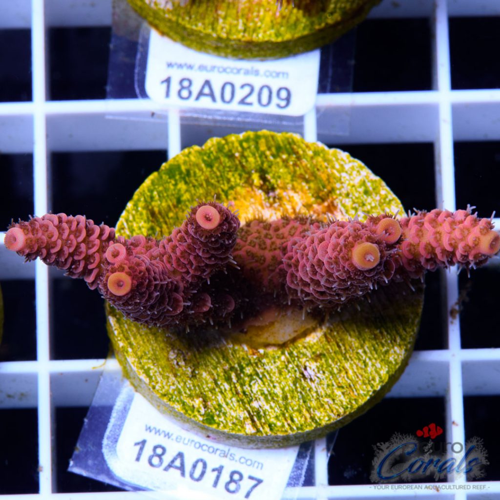 EC Lemon Head Pink Mille