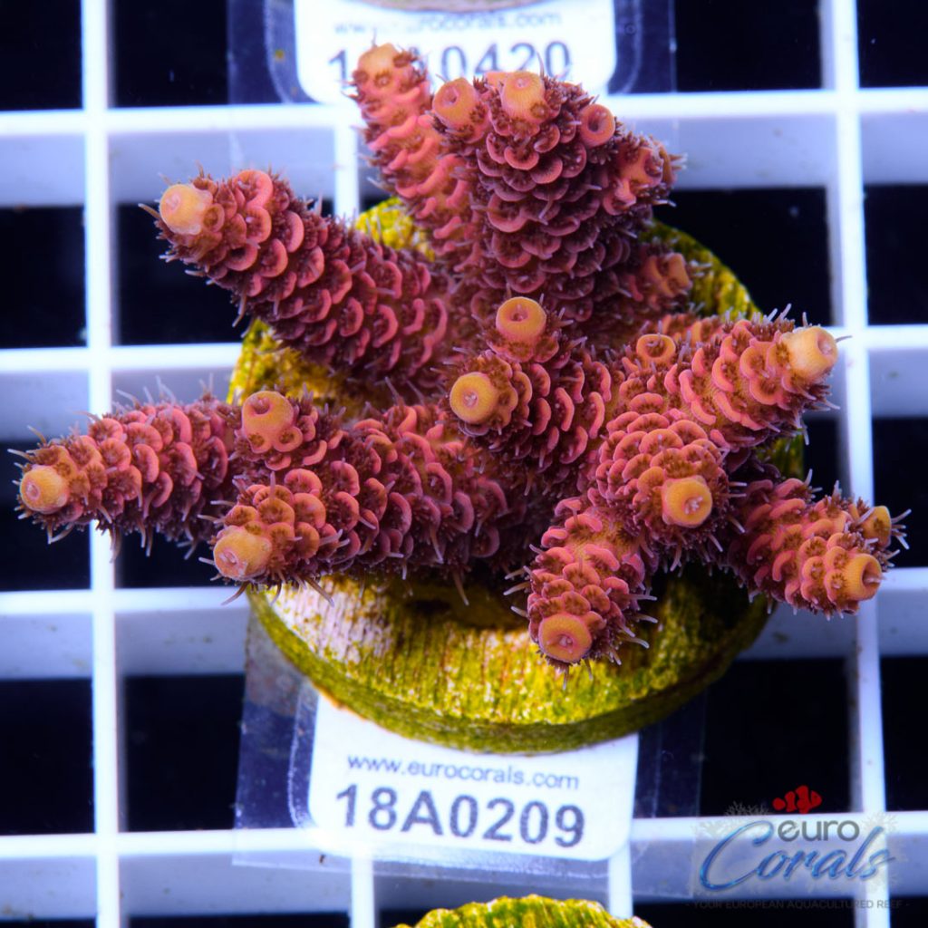 EC Lemon Head Pink Mille