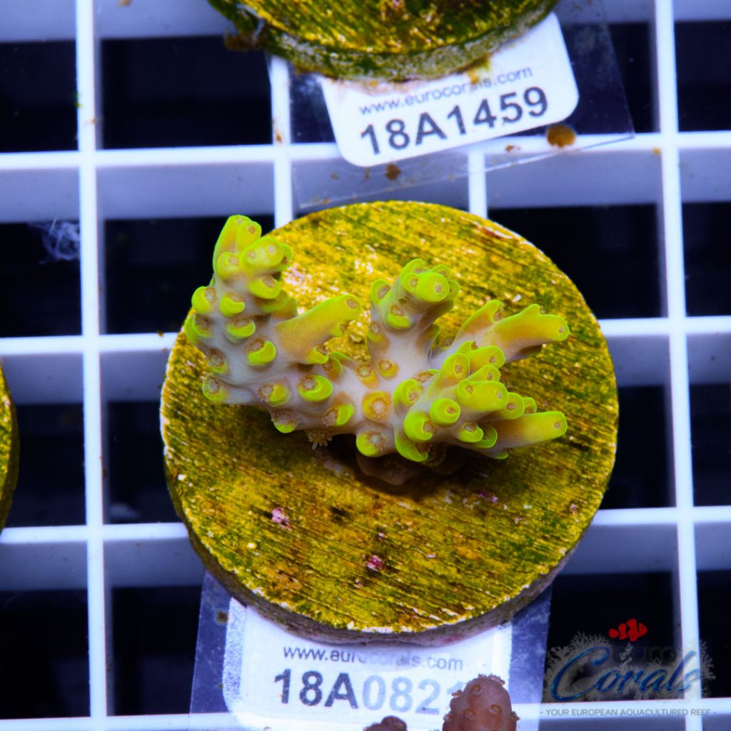 EC Yellow Tweety Acro