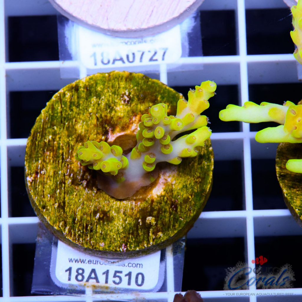 EC Yellow Tweety Acro