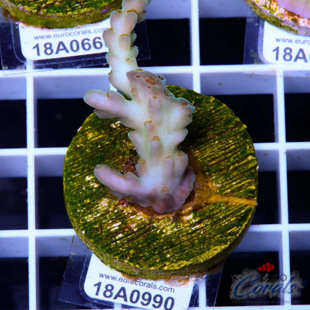 EC Glass Slipper