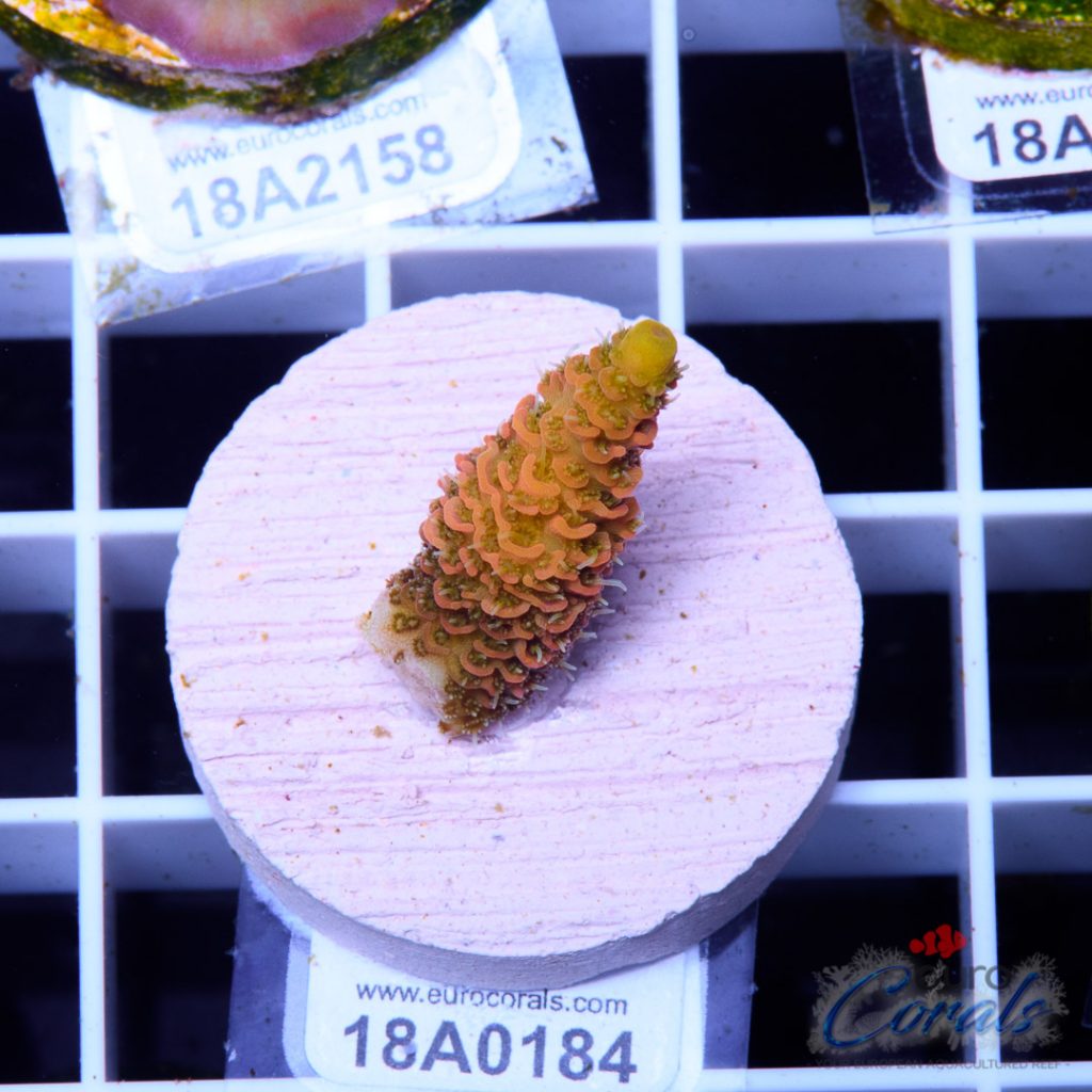 EC Barsoom Acro LIMITED