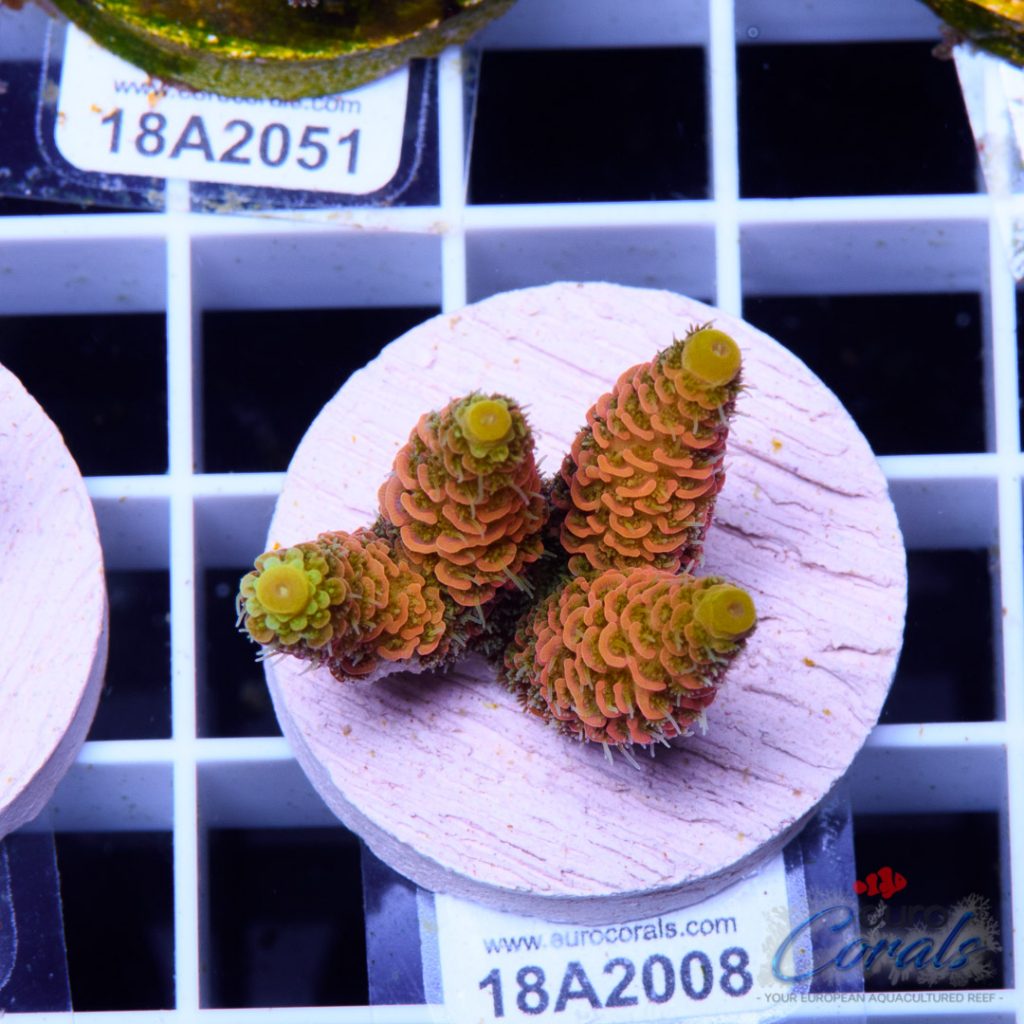 EC Barsoom Acro LIMITED
