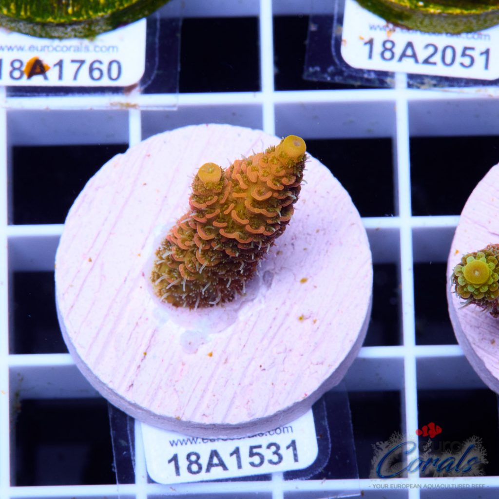 EC Barsoom Acro LIMITED
