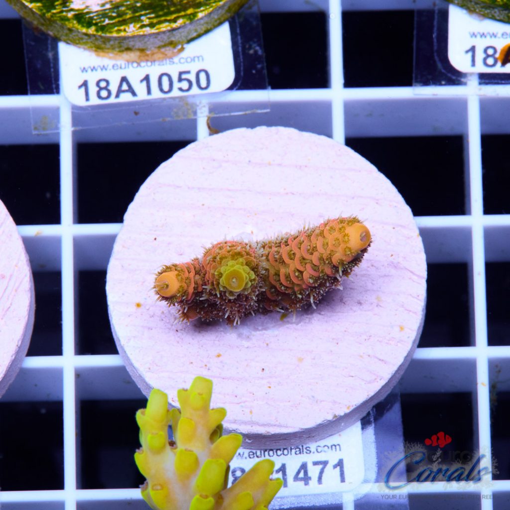 EC Barsoom Acro LIMITED