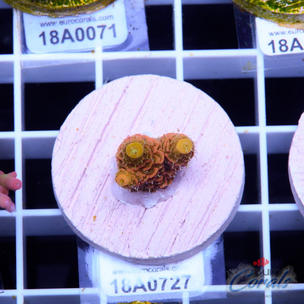 EC Barsoom Acro LIMITED