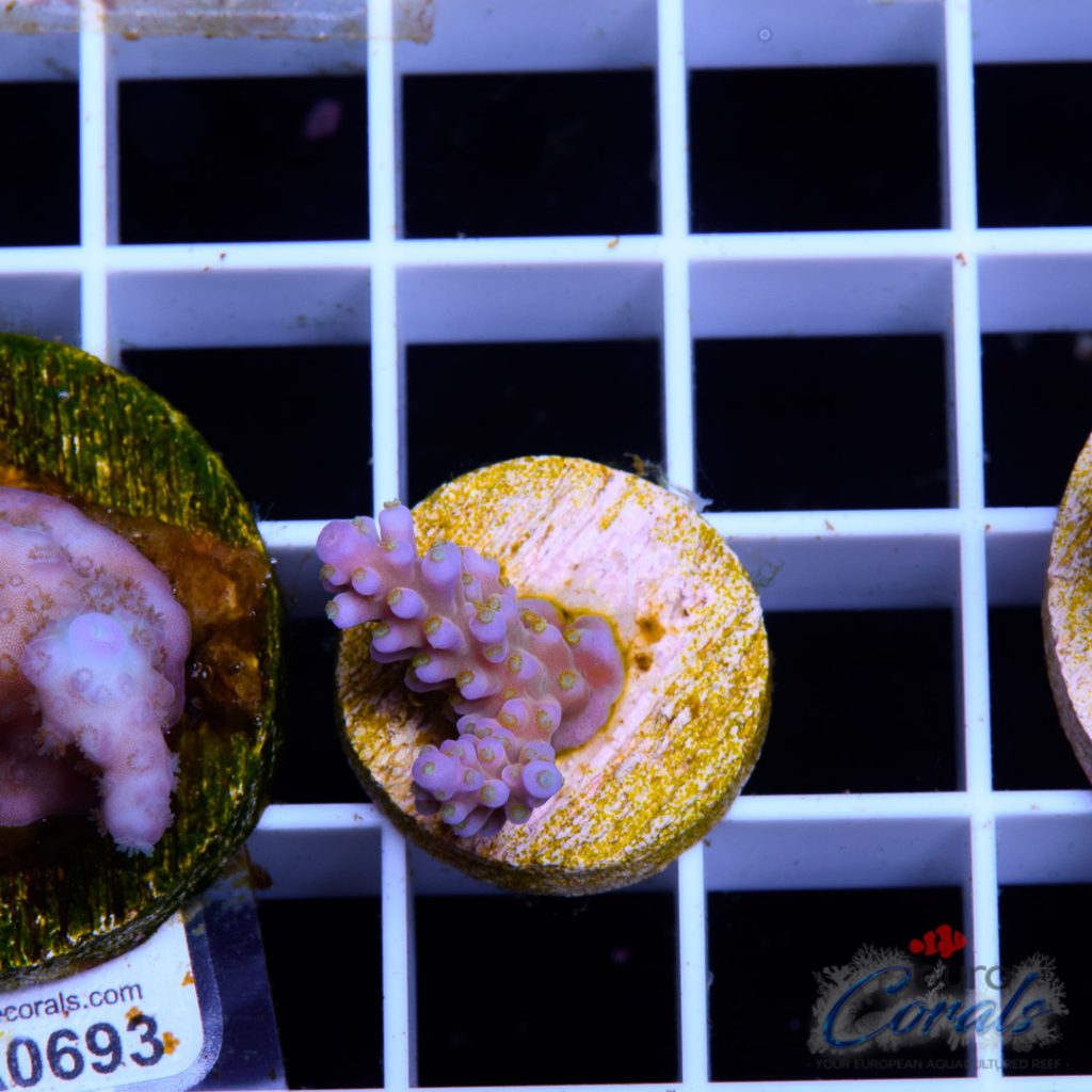 EC Yellow Polips Bubblebath Unicorn