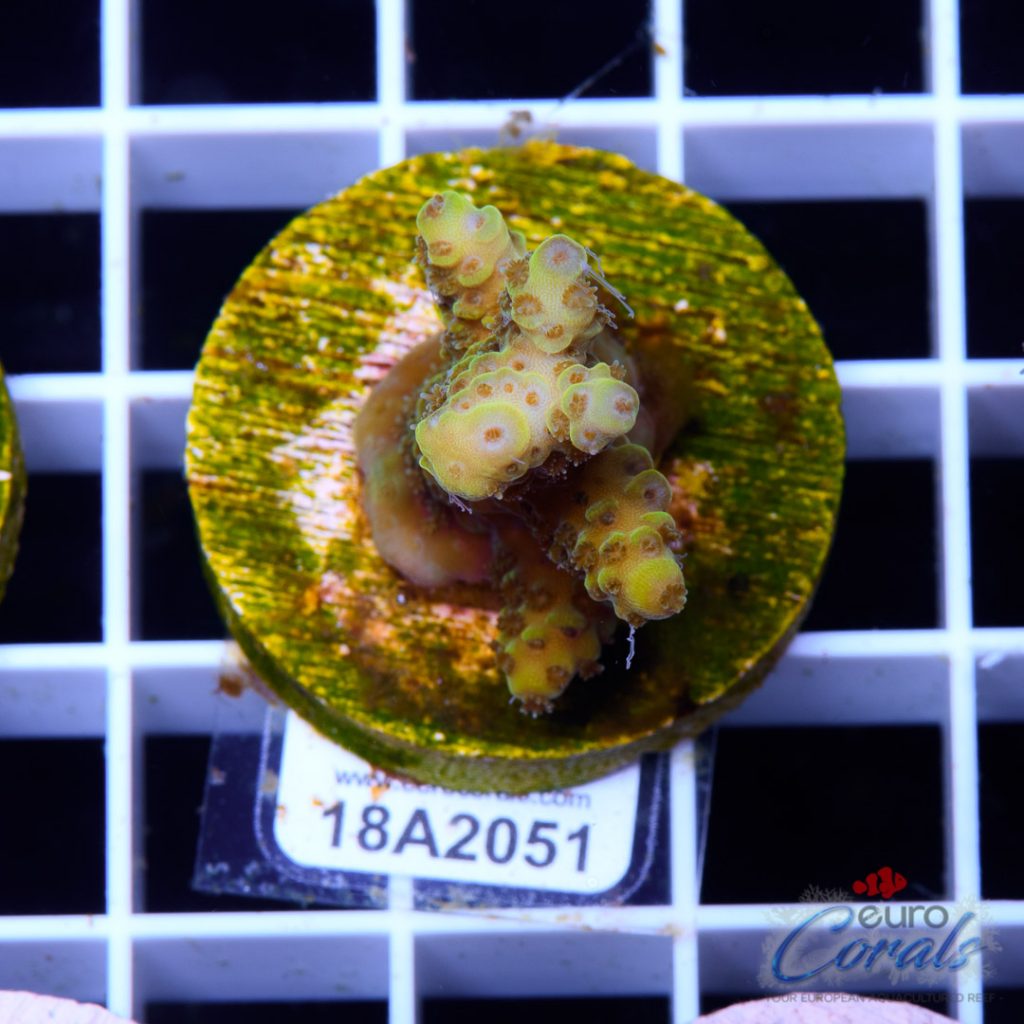 EC Spathulata Bicolor