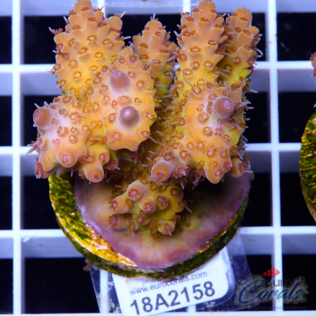 EC Orange Bossanova Acro