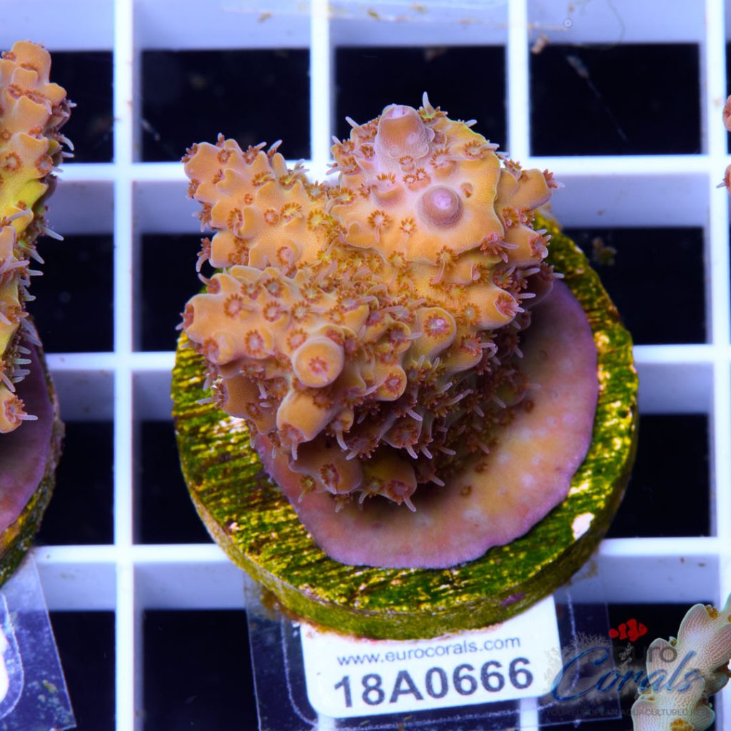 EC Orange Bossanova Acro