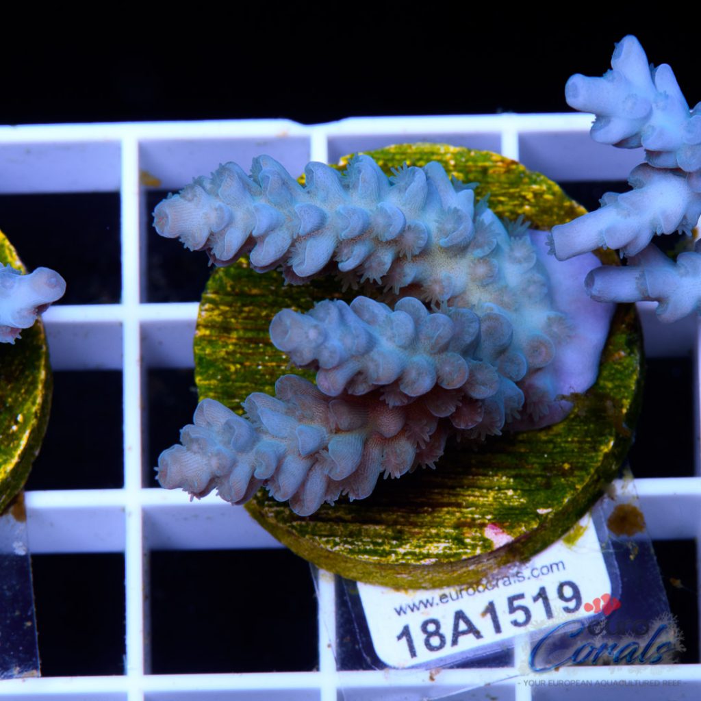 EC Blue Papa Smurf
