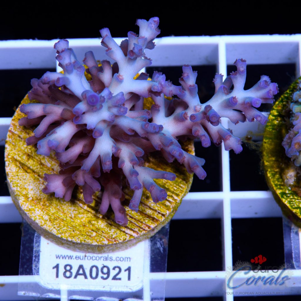 EC Icefire Echinata Ultra