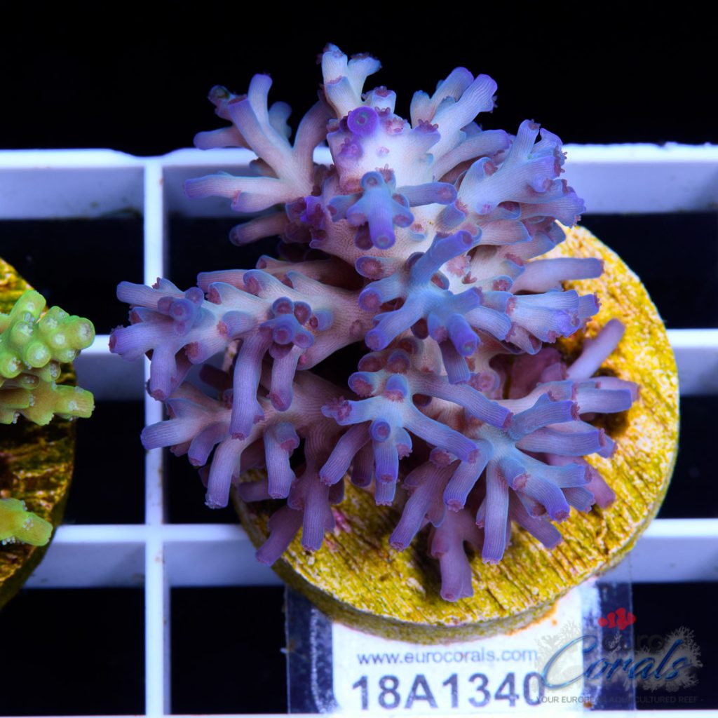 EC Icefire Echinata Ultra